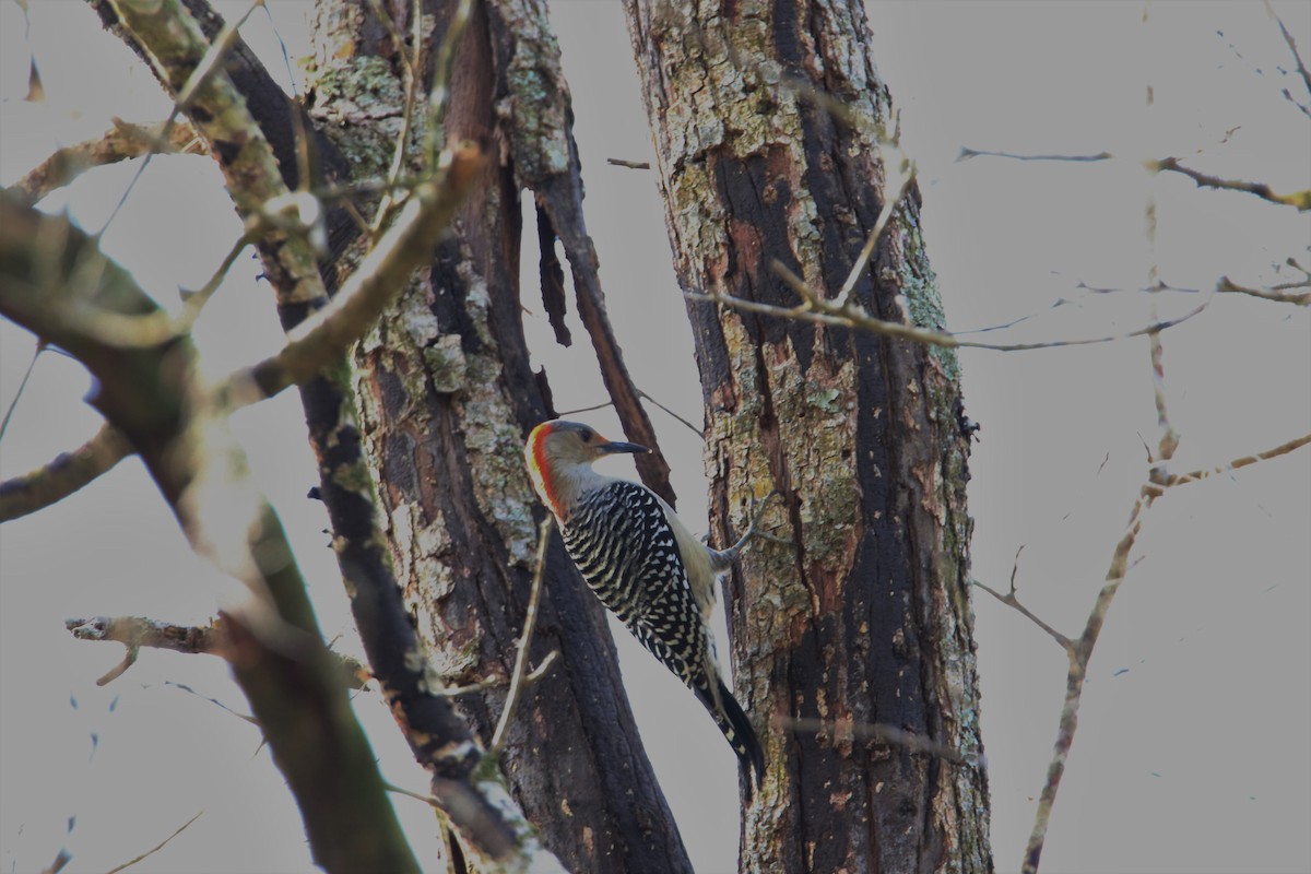 Red-bellied Woodpecker - ML136719181