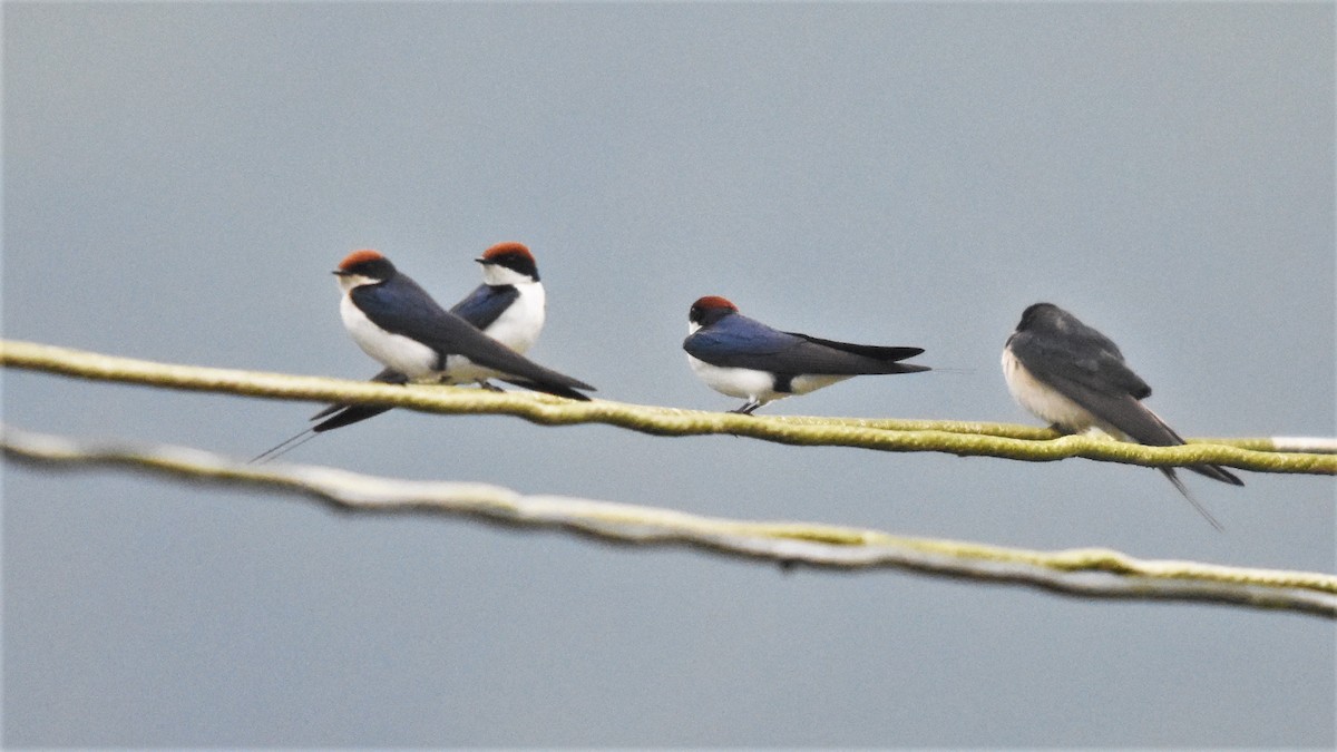 Wire-tailed Swallow - ML136722181