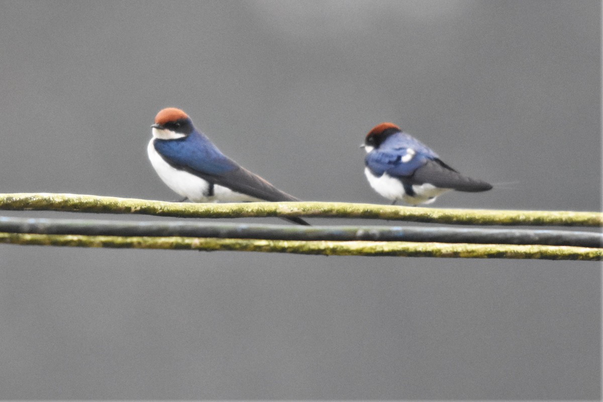Wire-tailed Swallow - ML136722201