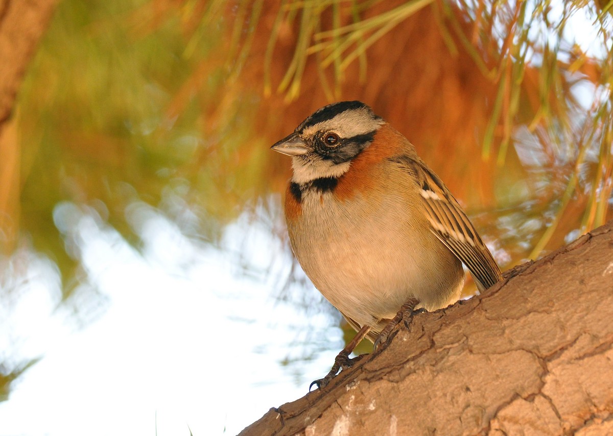 Rufous-collared Sparrow - ML136725341