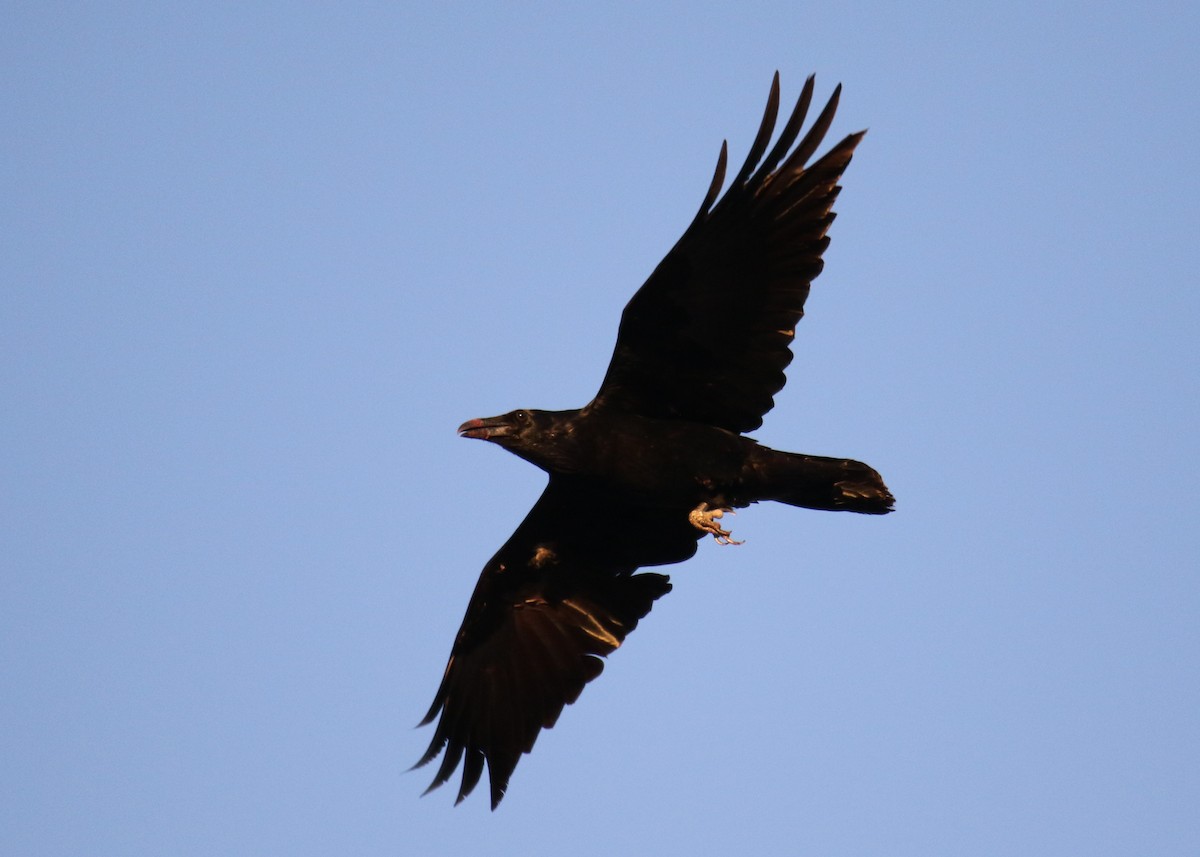Common Raven - Louis Hoeniger