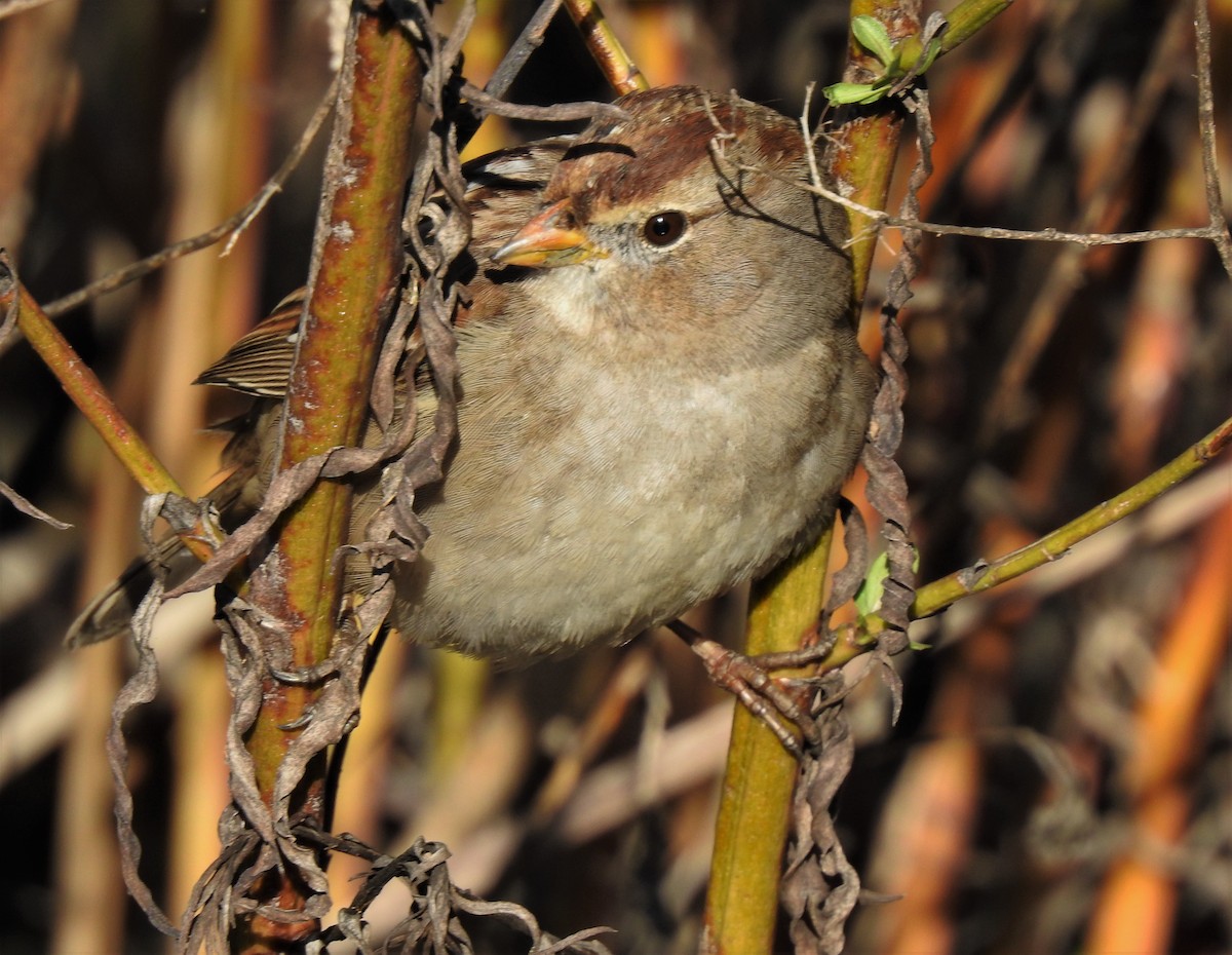 White-crowned Sparrow - ML136727571