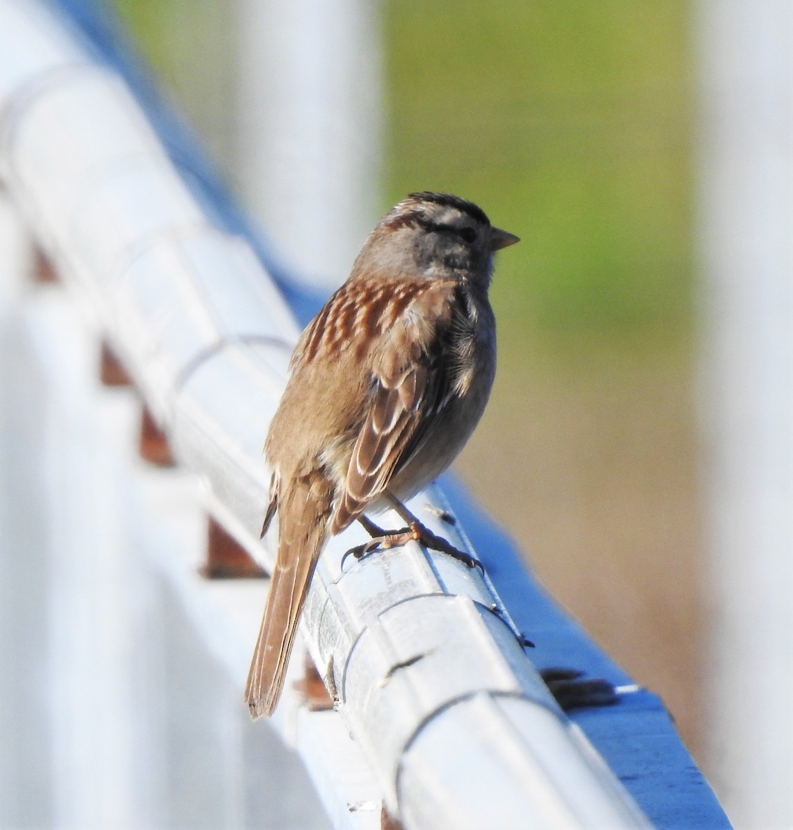 White-crowned Sparrow - ML136727761
