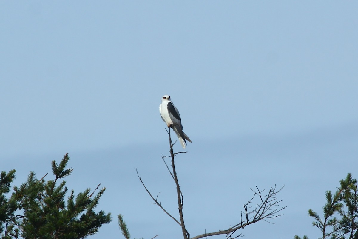 White-tailed Kite - ML136728271