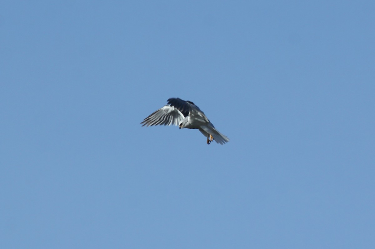 White-tailed Kite - ML136728281