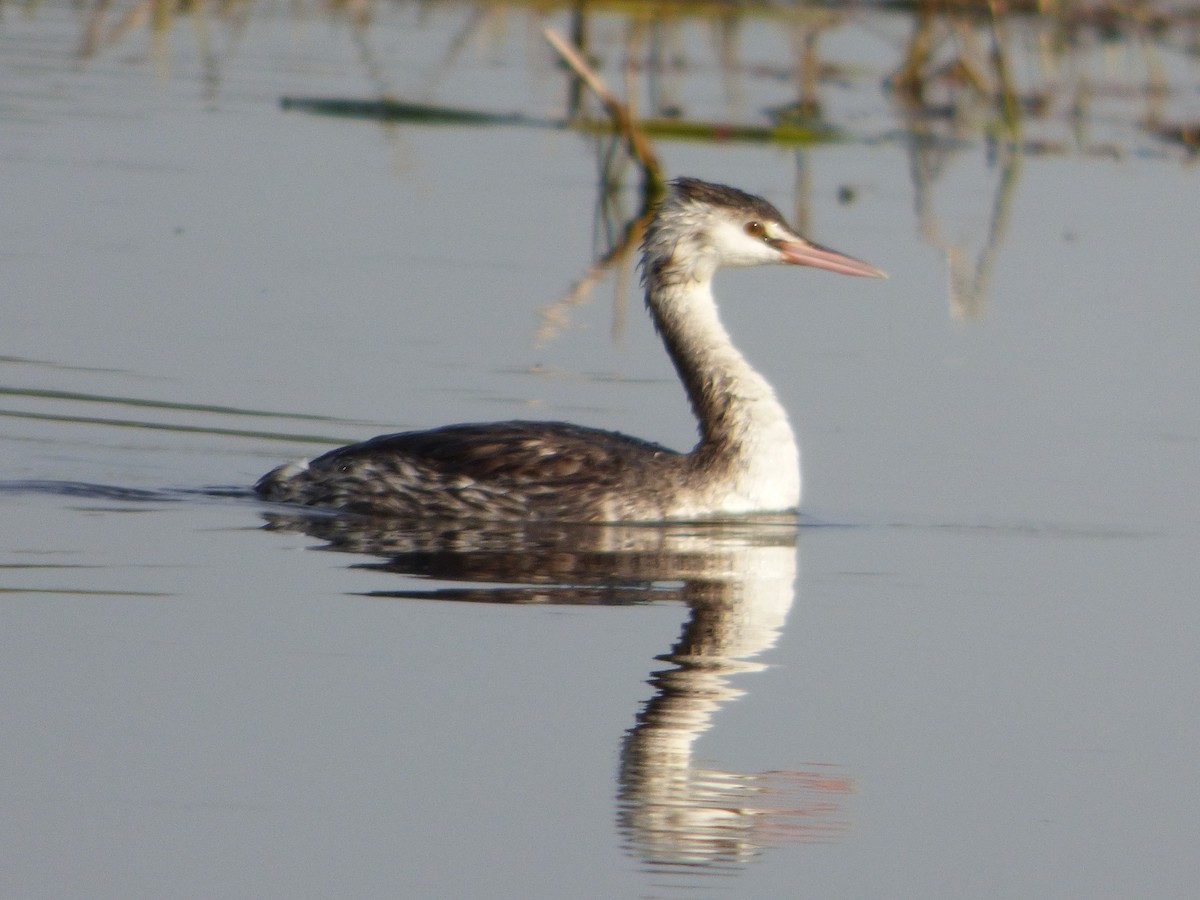 Great Crested Grebe - ML136729591