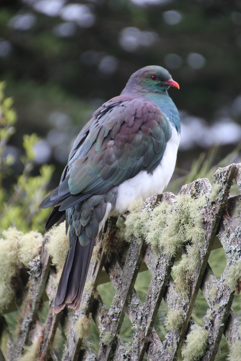New Zealand Pigeon - ML136729941