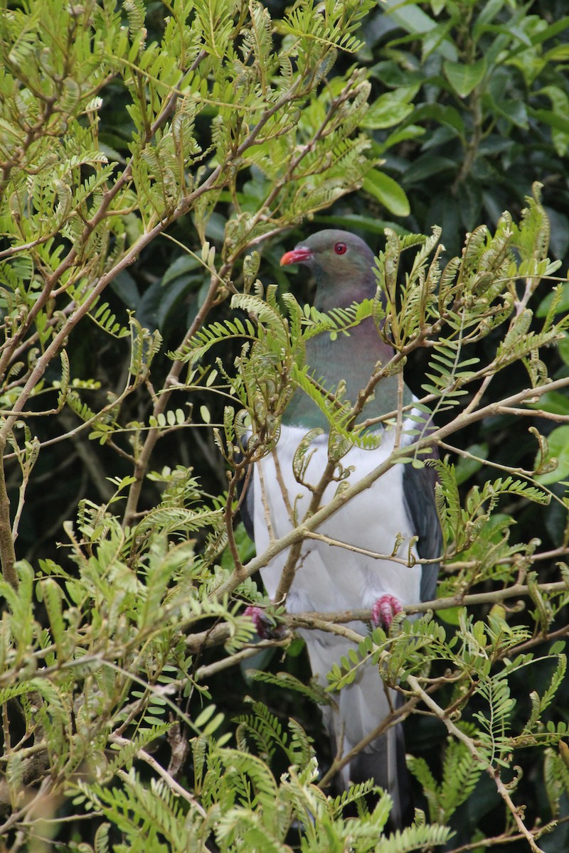 New Zealand Pigeon - ML136730121