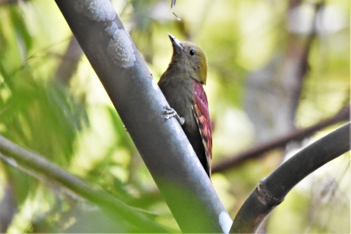 Pale-headed Woodpecker - Steve Bale