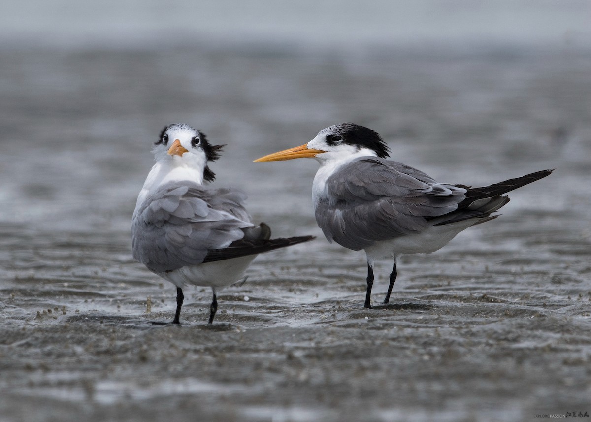 Lesser Crested Tern - Wai Loon Wong