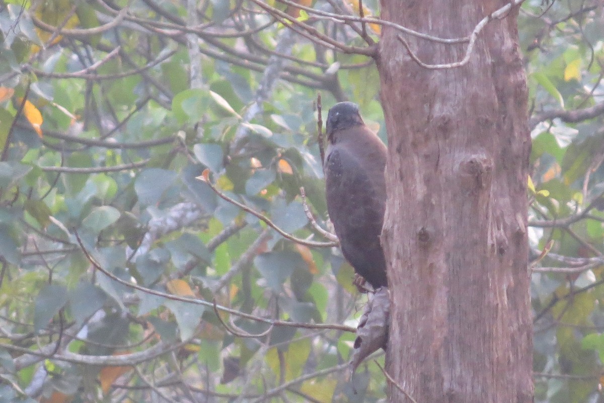 Crested Serpent-Eagle - ML136734321