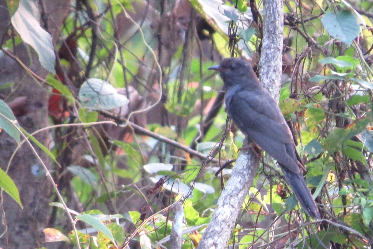 Gray-bellied Cuckoo - ML136734711