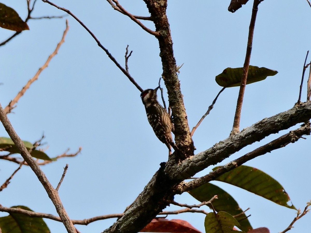 Gray-capped Pygmy Woodpecker - Neil Broekhuizen