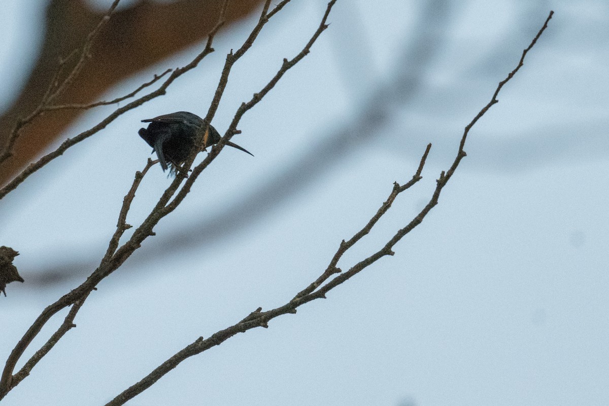 tanımsız nektarkuşu (Nectariniidae sp.) - ML136740211