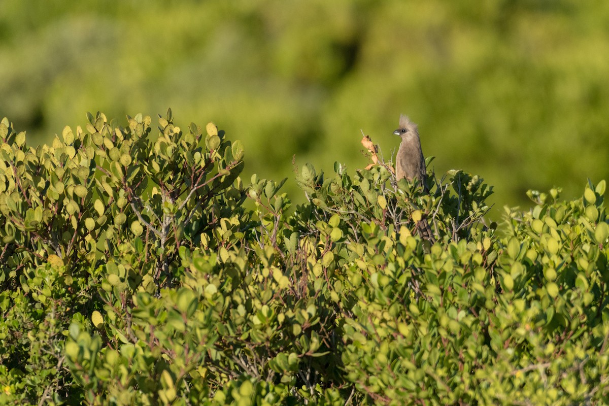 Speckled Mousebird - ML136740511