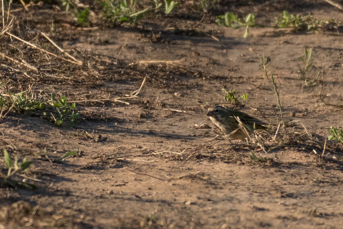 White-throated Canary - ML136740521