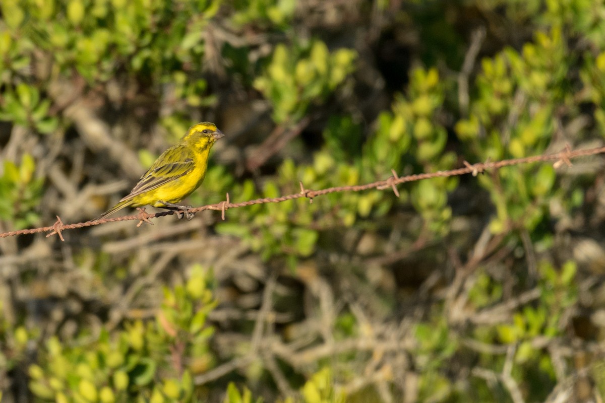 Yellow Canary - ML136740601