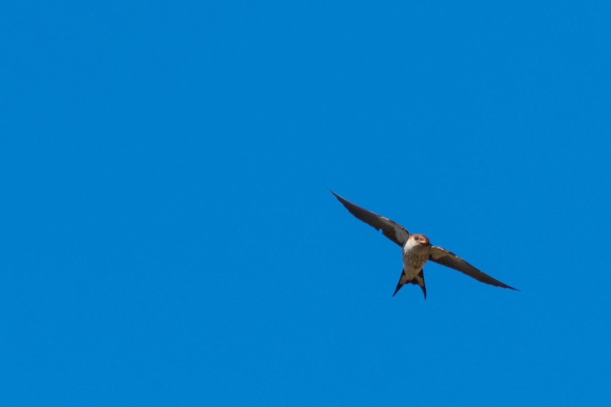 Greater Striped Swallow - Raphaël Nussbaumer