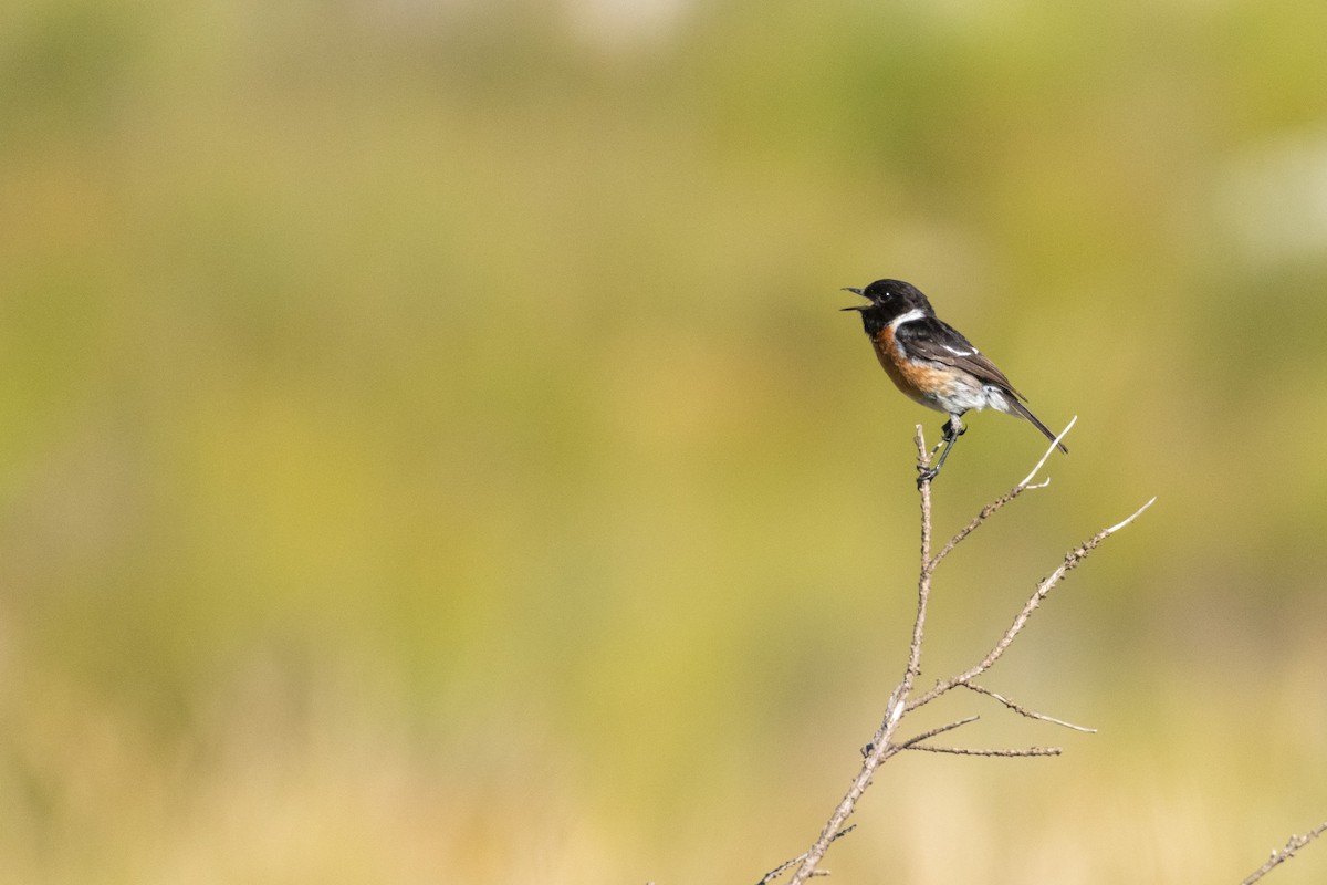 African Stonechat - ML136741701