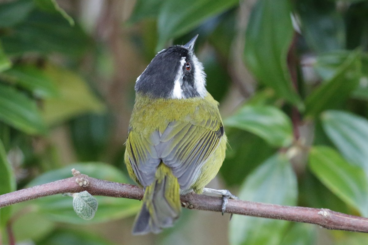 Sooty-capped Chlorospingus - ML136742421
