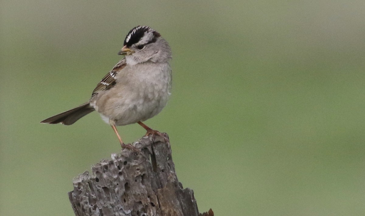 White-crowned Sparrow (Yellow-billed) - ML136743761