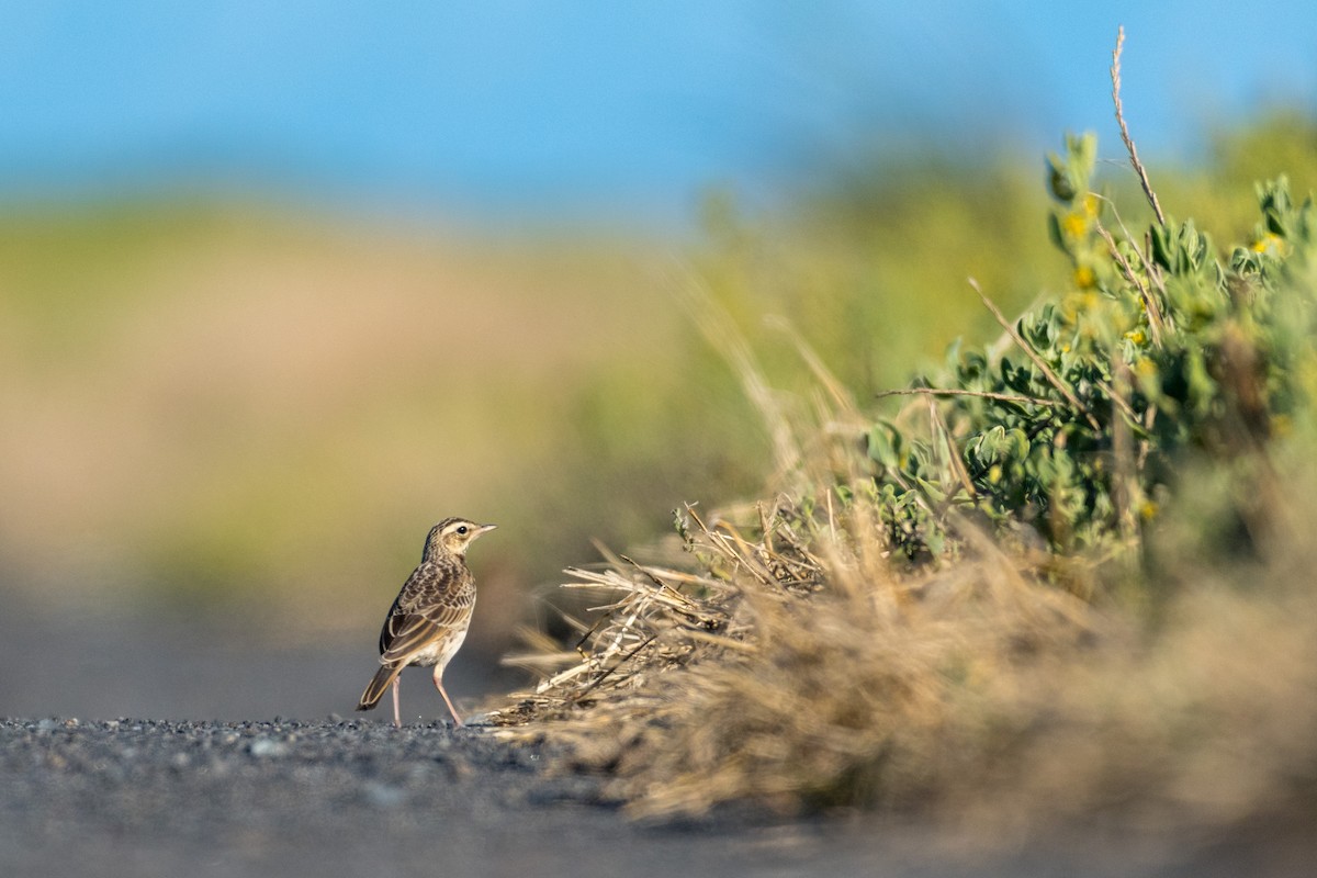 African Pipit - ML136744471