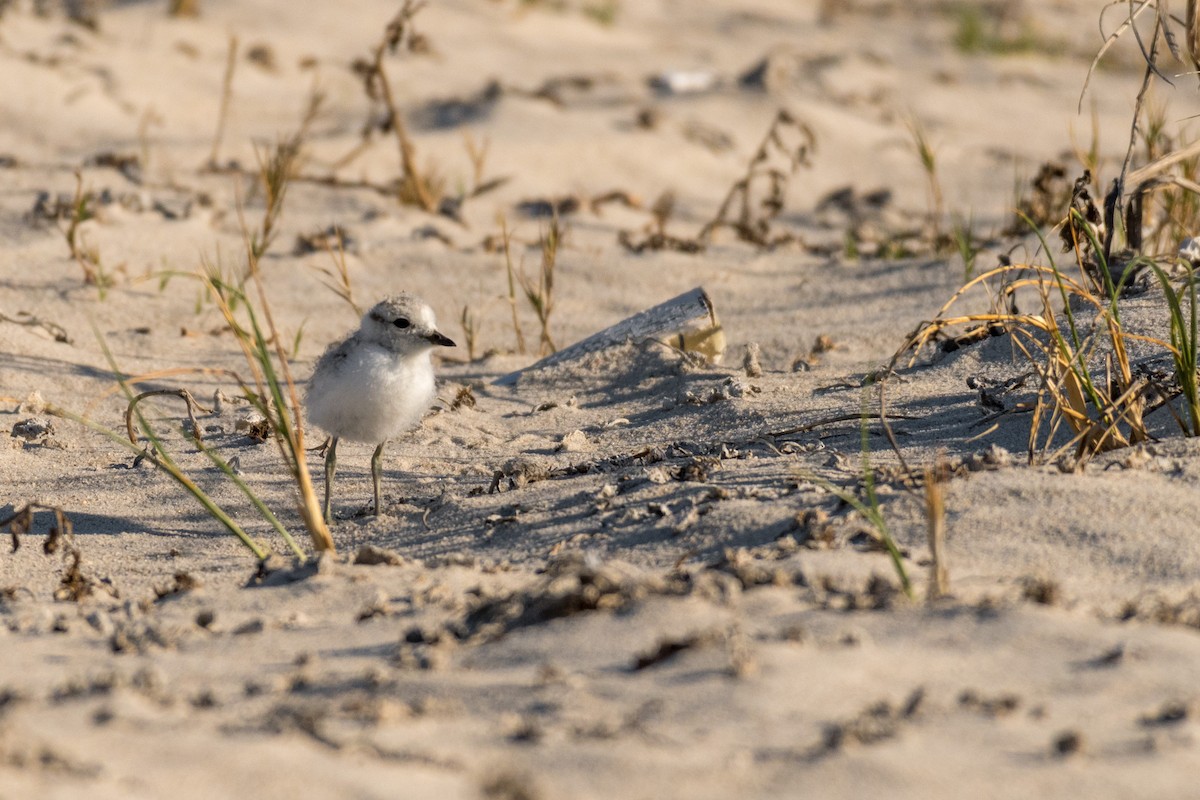White-fronted Plover - ML136744591