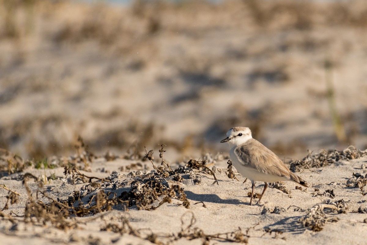 White-fronted Plover - ML136744601