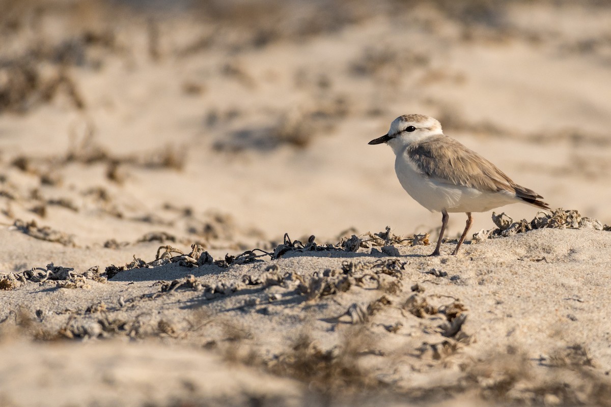 White-fronted Plover - ML136744611