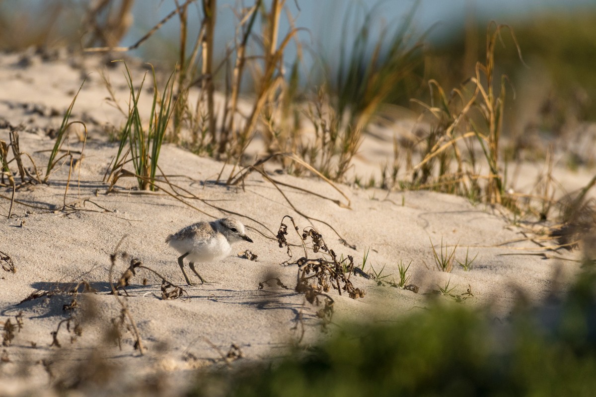 White-fronted Plover - ML136744621