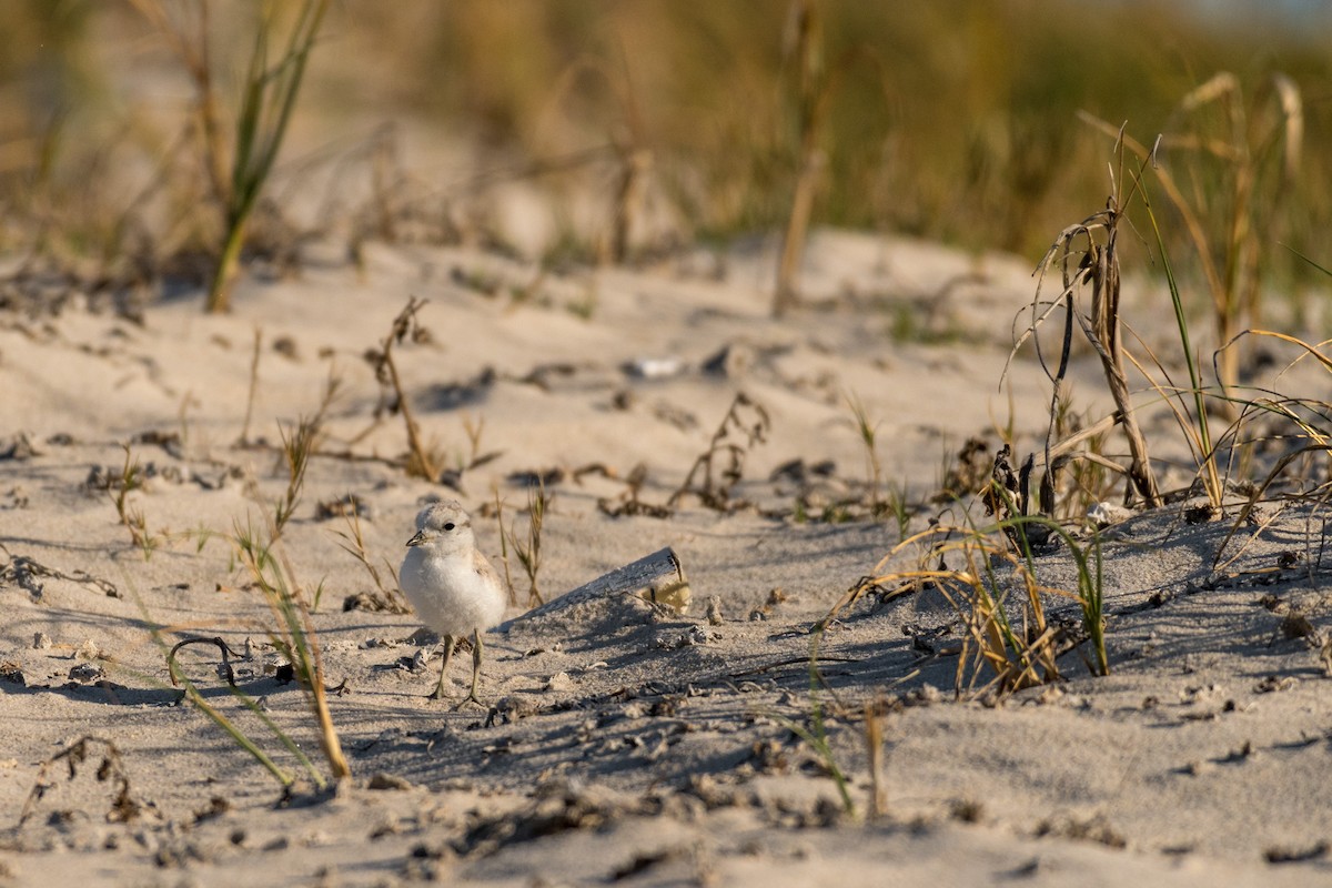 White-fronted Plover - ML136744631