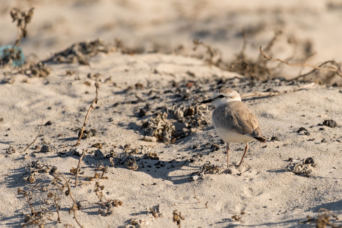 White-fronted Plover - ML136744641