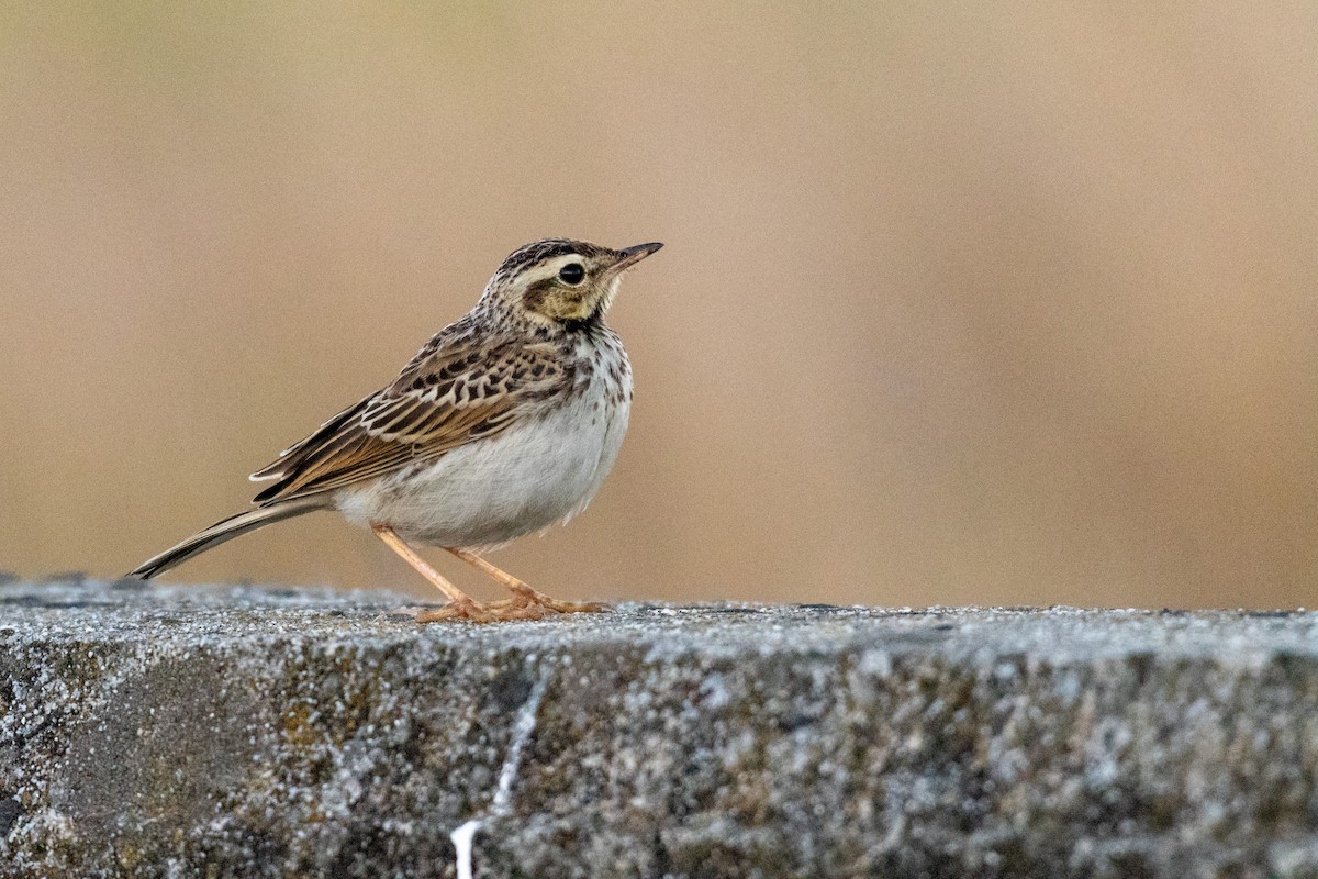 African Pipit - ML136744851