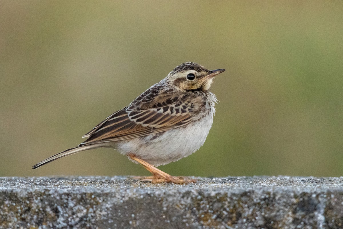 African Pipit - ML136744861