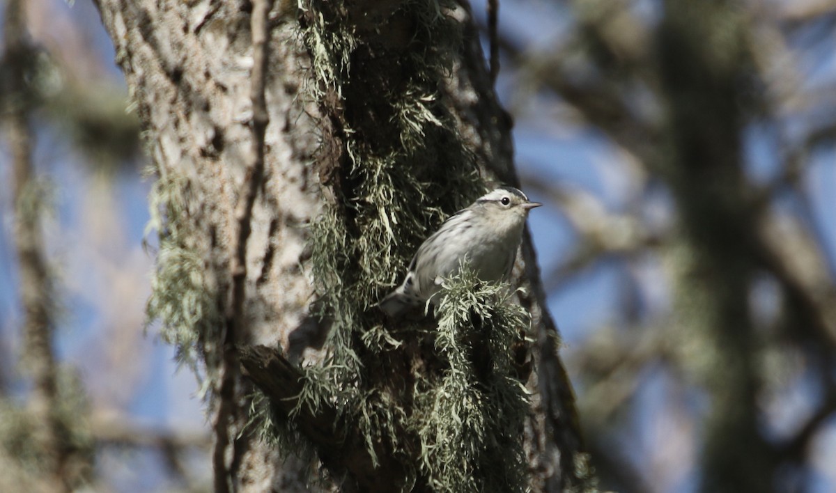 Black-and-white Warbler - ML136745301