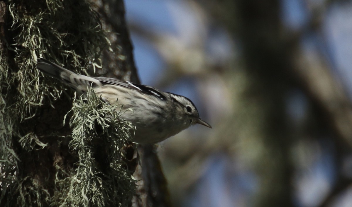 Black-and-white Warbler - ML136745321