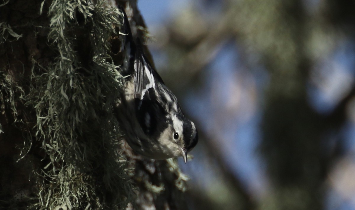 Black-and-white Warbler - ML136745361