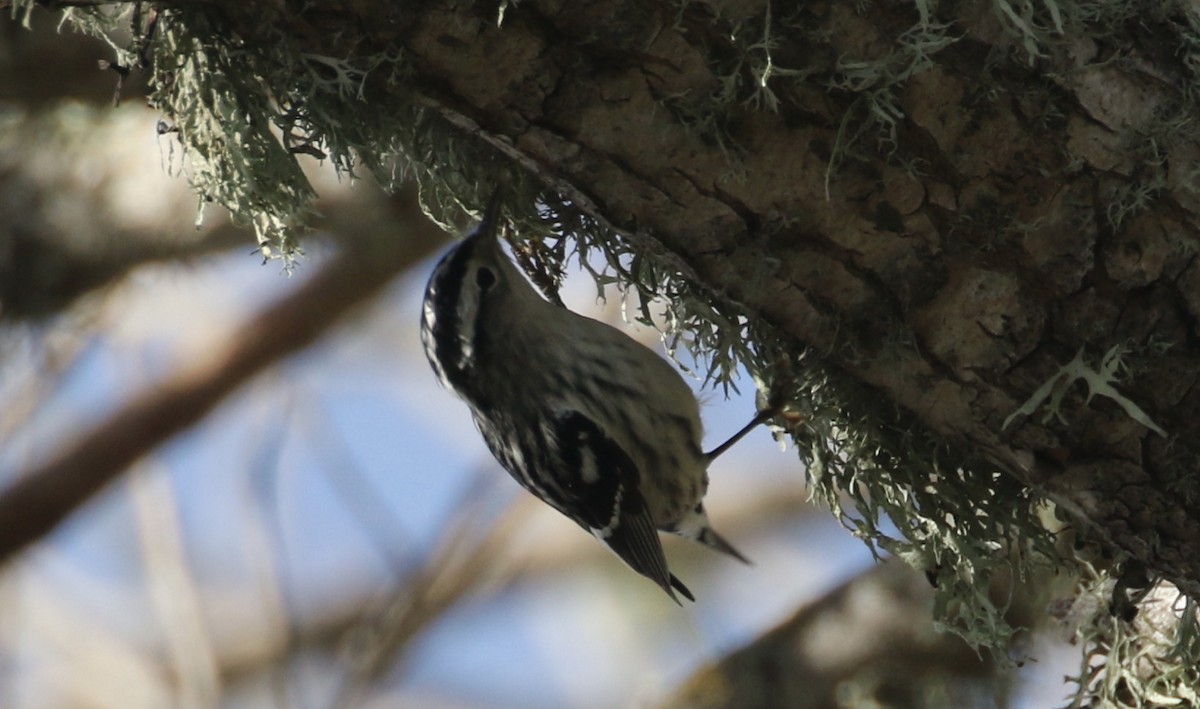 Black-and-white Warbler - ML136745401