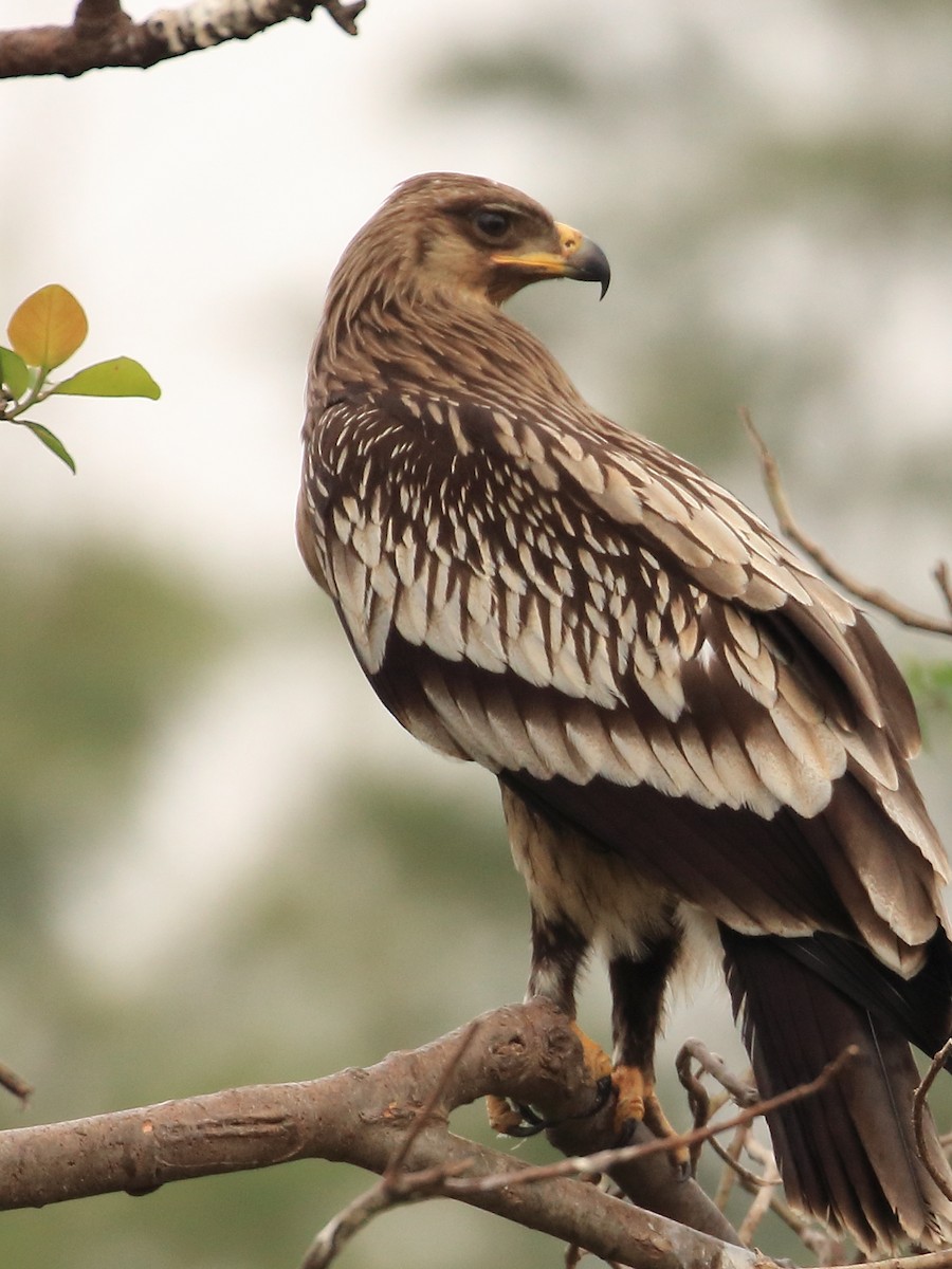 Greater Spotted Eagle - Bhargavi U