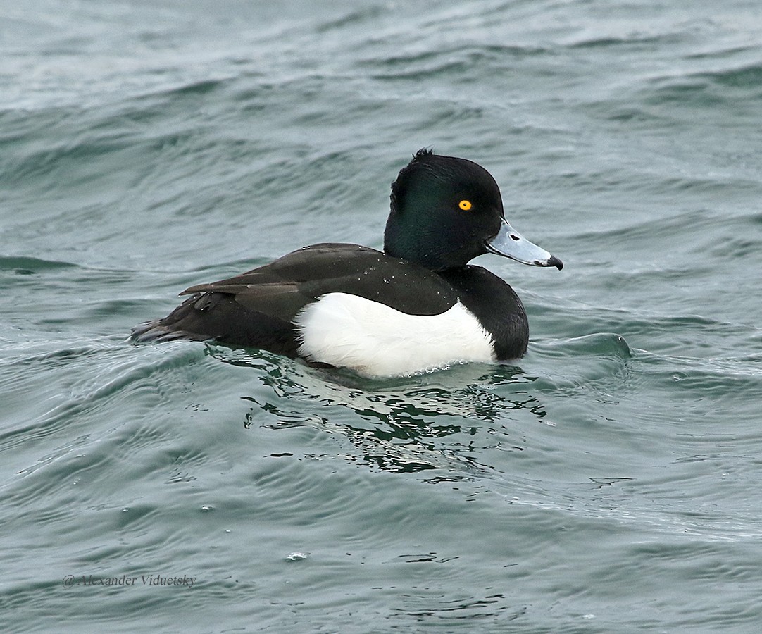 Tufted Duck - ML136751881