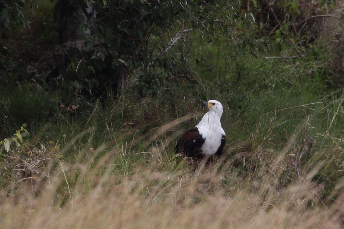 African Fish-Eagle - ML136752461