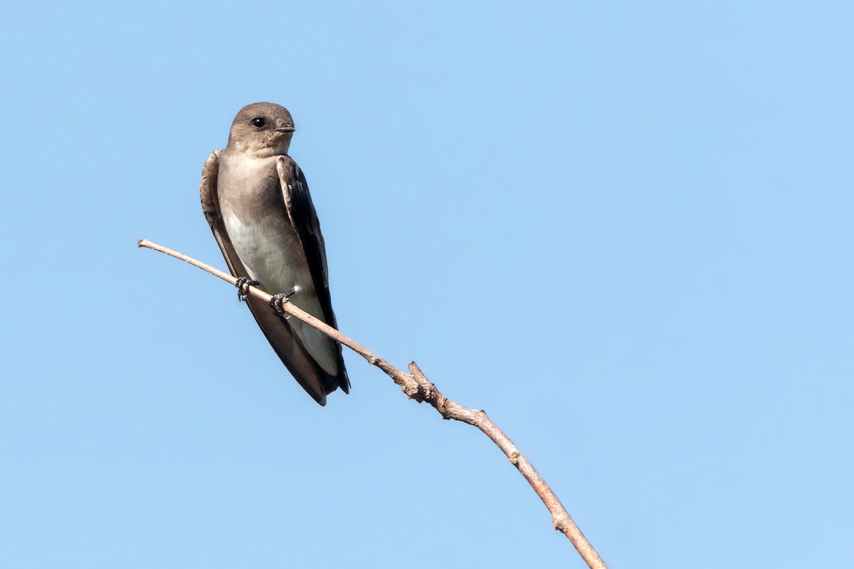 Northern Rough-winged Swallow - ML136753721