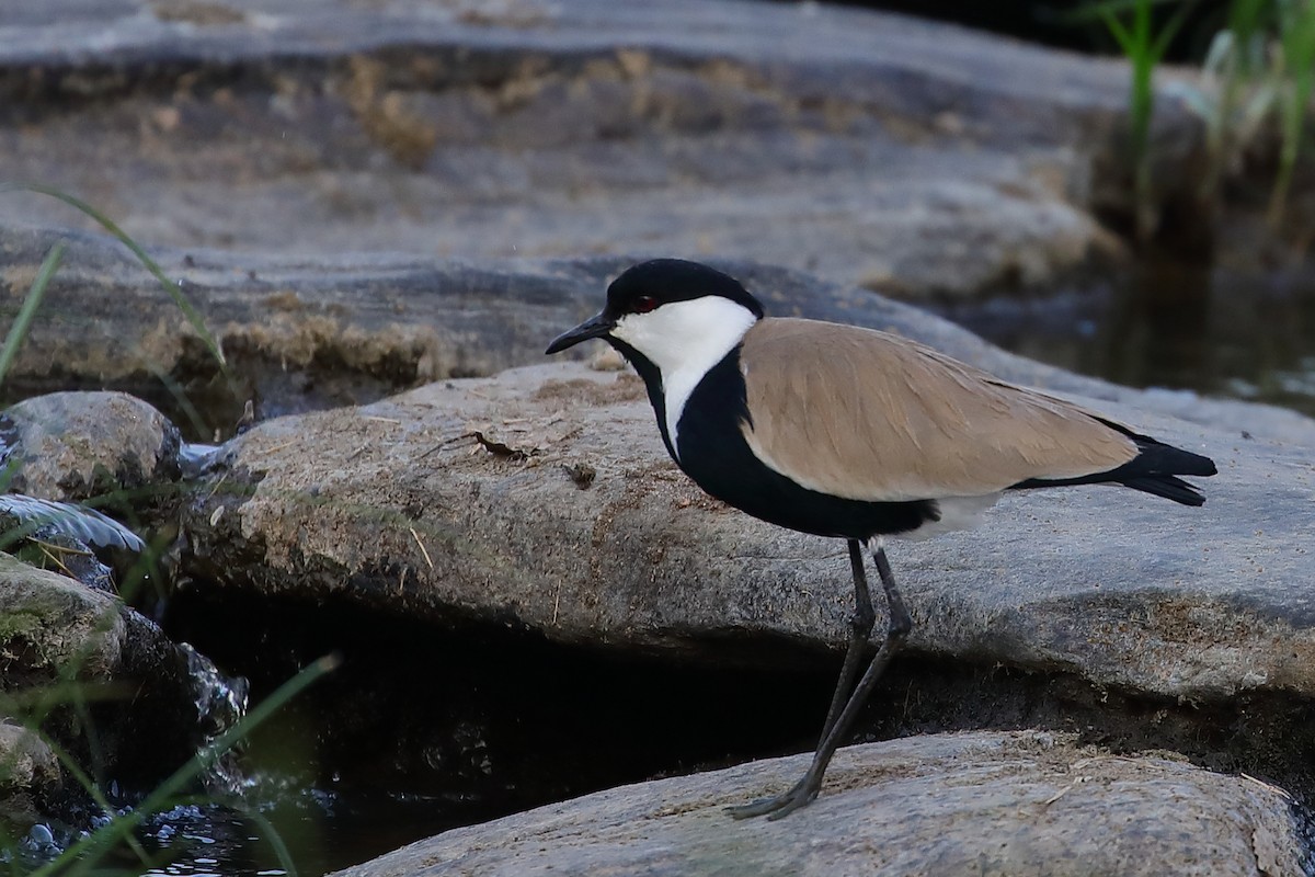 Spur-winged Lapwing - ML136754061