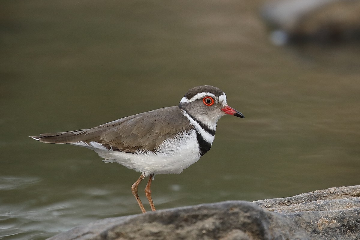Three-banded Plover - ML136754131