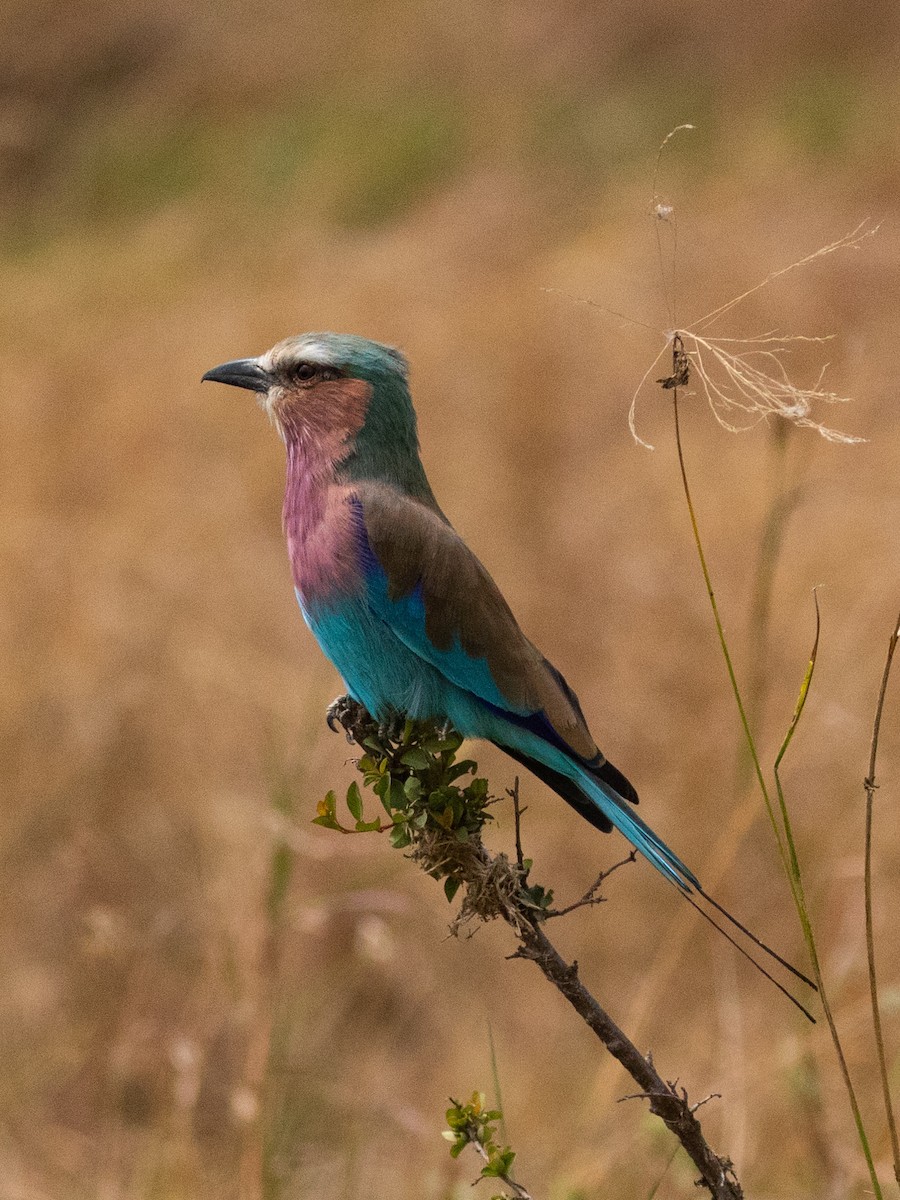 Lilac-breasted Roller - ML136754151