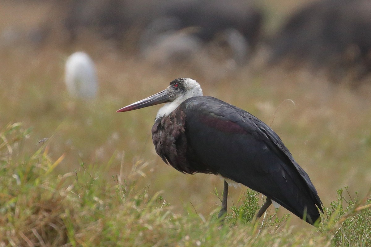African Woolly-necked Stork - ML136754301