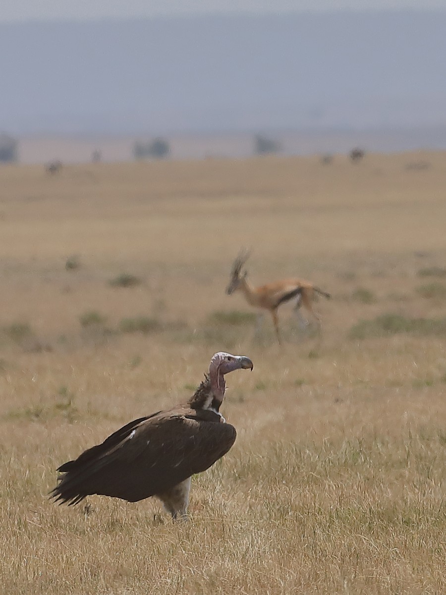 Lappet-faced Vulture - ML136754341