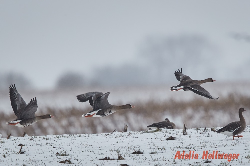 Greater White-fronted Goose - ML136754861