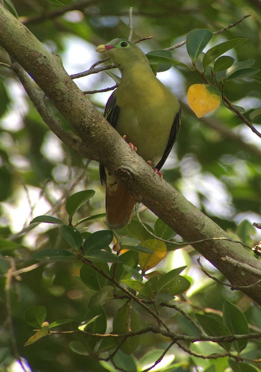 Thick-billed Green-Pigeon - Martin Kennewell