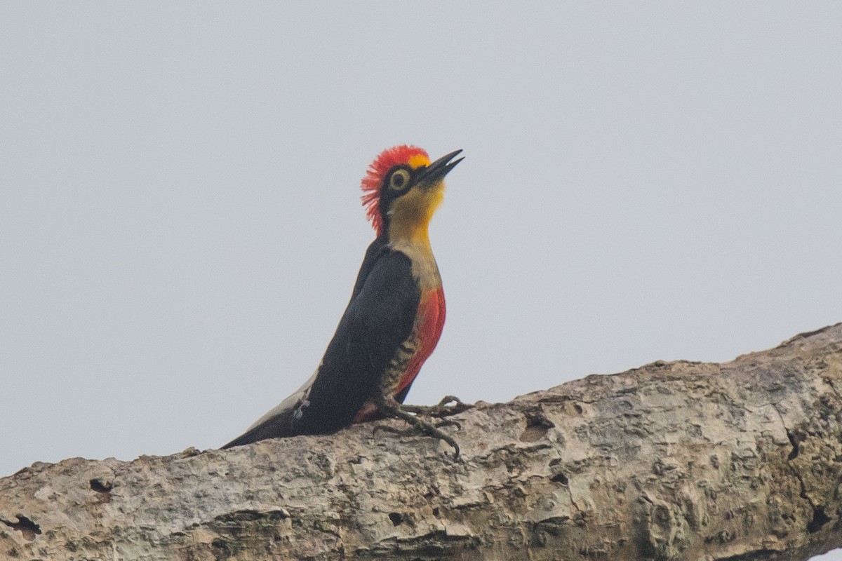 Yellow-fronted Woodpecker - ML136761701